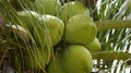Fresh green coconuts close up on palm tree with leafes moving in wind 4k or 4k+ Resolution
