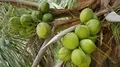 Fresh green coconuts close up on palm tree with leafes moving in wind 4k or 4k+ Resolution
