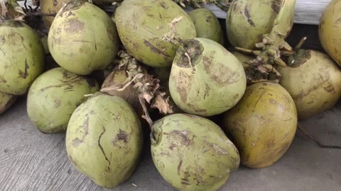 Fresh Green Coconuts Stock Footage 323574817