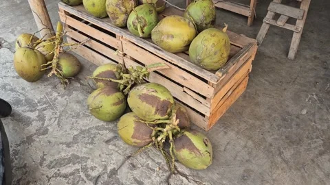 Fresh green coconuts Vidéo 348000409