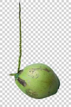 Fresh green coconuts isolated on background Stock Photos