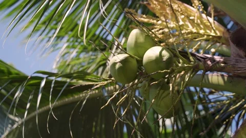 Fresh green coconuts on a palm tree in sun lights  Stock Footage 167986102