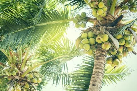 Fresh green coconuts on a palm tree in sun lights Stock-Fotos