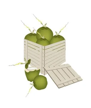 Fresh Green Coconuts in Wooden Cargo Box Stock Illustration