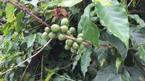 Fresh green coffee beans in the tree Stock Footage 85609162