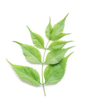 Fresh green compound leaf with serrated edges, natural growth and botanical d Stock Photos