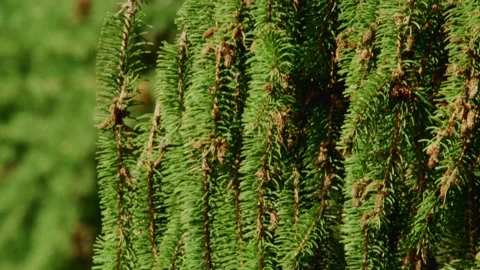 Fresh green cones on spruce tree in summer Stockbeeldmateriaal 335697640