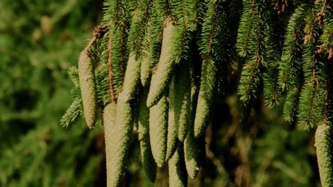 Fresh green cones on spruce tree in summer Stock Footage 335697652