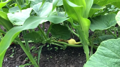 Fresh green corn and pumpkins Stock Footage 134448084