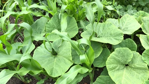 Fresh green corn and pumpkins Stock Footage 134459118