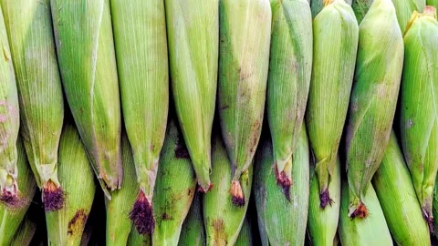 Fresh Green Corn Cobs Animation Clip Video stock 331582147