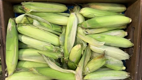 Fresh green corn cobs with husks in wooden crate, harvest produce Vídeos de archivo 344041648