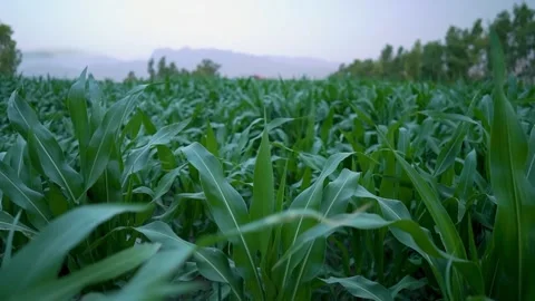 Fresh green corn field on farm yield crop for agriculture 스톡 동영상 344130476
