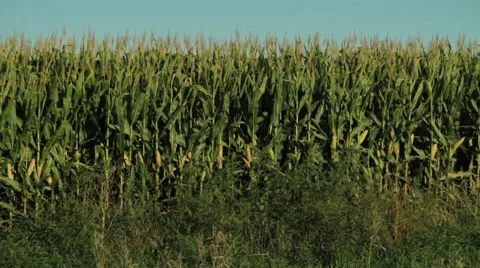Fresh Green Corn Field Stock Footage 50168490
