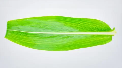 Fresh Green Corn Leaf Isolated on White Background Representing Agriculture.. Stock Photos