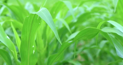 Fresh green corn leaves growing in a farm field, close-up, natural texture Stock Footage 337387994