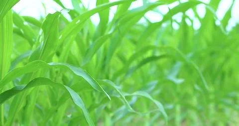 Fresh green corn leaves growing in a farm field, close-up, natural texture,.. Stock Footage 340614865