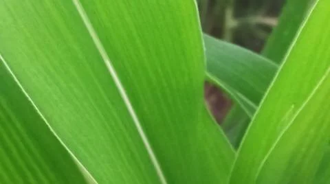 Fresh Green Corn Leaves Texture Close Up Stock-Fotos