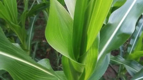 Fresh Green Corn Leaves Texture Close Up Stock-Fotos