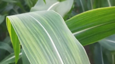 Fresh Green Corn Leaves Texture Close Up Stock Photos