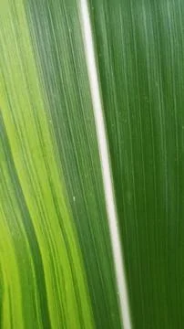 Fresh Green Corn Leaves Texture Close Up Стоковые фото