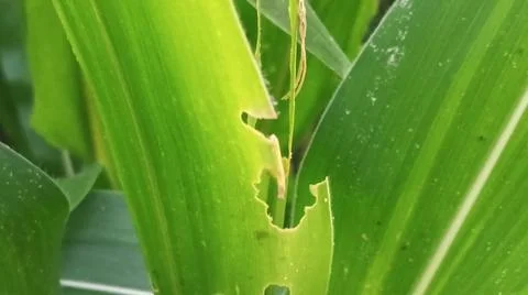 Fresh Green Corn Leaves Texture Close Up 스톡 사진