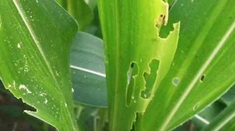 Fresh Green Corn Leaves Texture Close Up Stock Photos