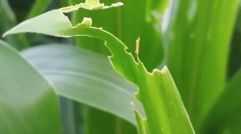 Fresh Green Corn Leaves Texture Close Up Stock-Fotos