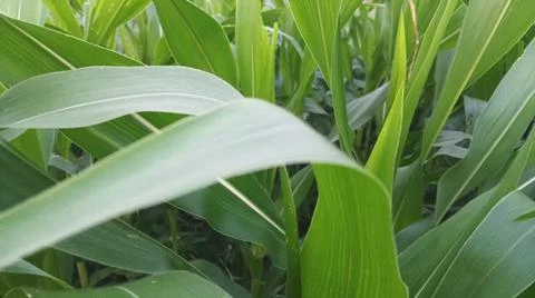 Fresh Green Corn Leaves Texture Close Up 스톡 사진