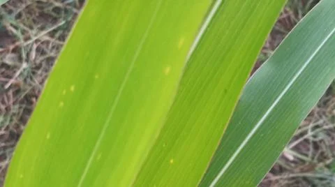 Fresh Green Corn Leaves Texture Close Up 写真素材