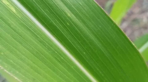 Fresh Green Corn Leaves Texture Close Up Stock-Fotos