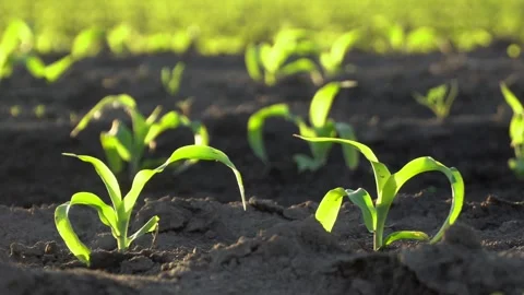 Fresh green corn plants grow under warm sunlight in a thriving field during Stock Footage 320436648