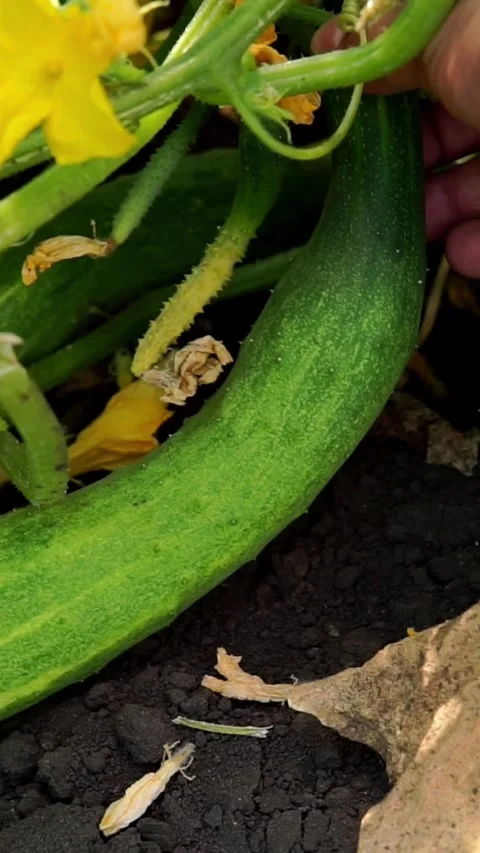 Fresh Green Cucumber Growing on Vine in Organic Garden Stock Footage 346399208