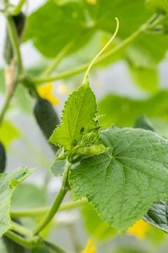 Fresh green cucumber plant growing in a vibrant home garden featuring detai.. 库存照片