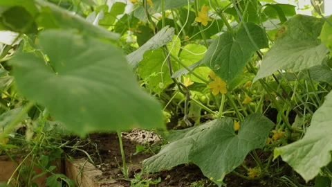 Fresh green cucumber plants growing inside a greenhouse agriculture farm 動画素材 342390664