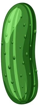 Fresh Green Cucumber Vector Illustration Isolated on White Background Stock Illustration