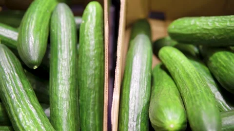 Fresh Green Cucumbers In Cardboard Box For Market Produce And Healthy Cooking Stock Footage 325645387