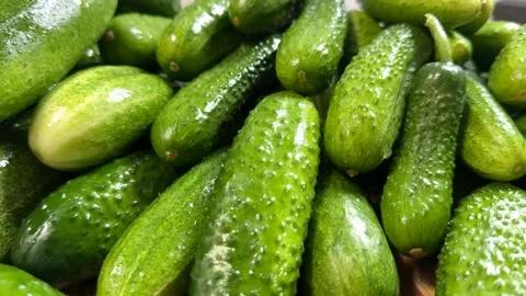 Fresh Green Cucumbers Stock Footage 313363994