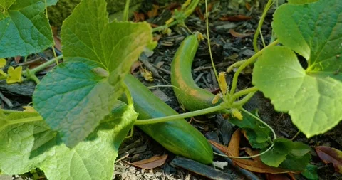 Fresh green cucumbers growing on a vine in garden soil 库存影片 341837187