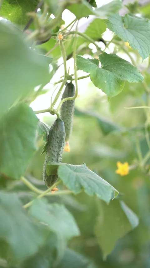 Fresh green cucumbers hanging on the vine with yellow flowers Stock-Footage 341167487