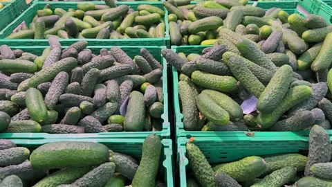 Fresh Green Cucumbers Stacked in Plastic Crates at Market Stock Footage 345931995