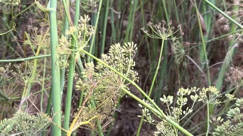 Fresh Green Cumin Crop Field with Flowering Umbel Stalks in Rural Indian Farm Stock Footage 332779443