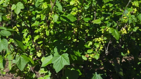 Fresh Green Currants Growing on a Leafy Shrub in a Sunny Garden Backyard 스톡 동영상 337420862