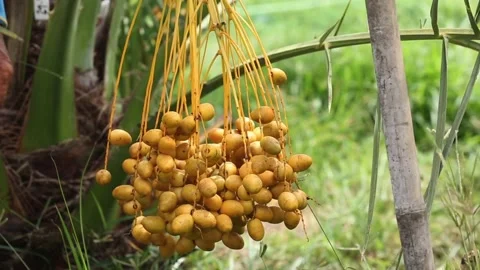 Fresh Green Dates Being Picked from a Palm Tree Natural Harvesting Stock Footage 304185935