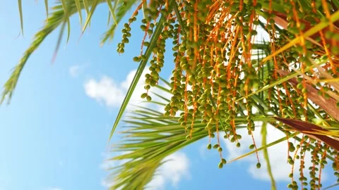 Fresh green dates growing on tropical palm tree against blue sky. Stock Footage 337633862
