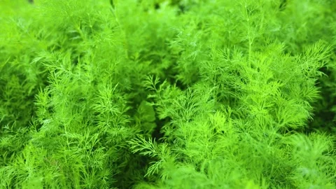 Fresh green dill background. fresh green dill Stock Footage 279461817