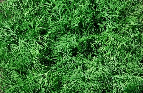 Fresh green dill background. Stock Photos
