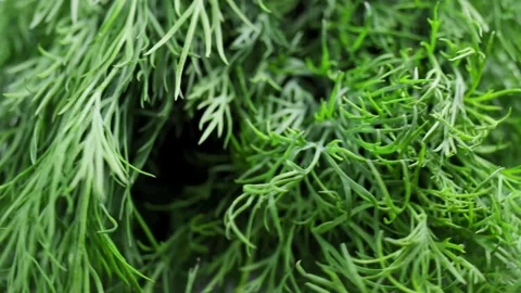 Fresh green dill rotating on white podium close-up. 4k. Natural, aromatic herbs Stock-Footage 340323666