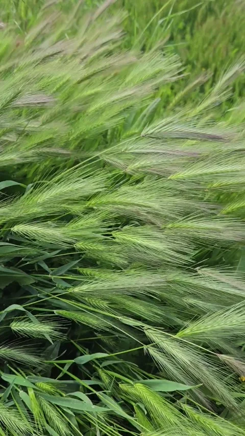 Fresh green ears close-up in windy weather Stock Footage 241137136