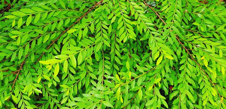 Fresh green eaves pattern for background in plant garden. Beauty of Nature Stock Photos